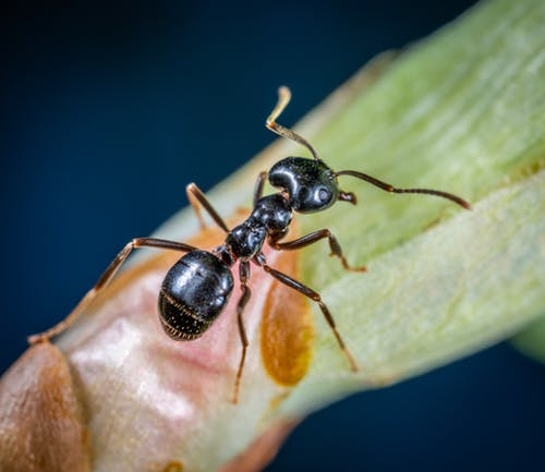 Mieren in plantenbak