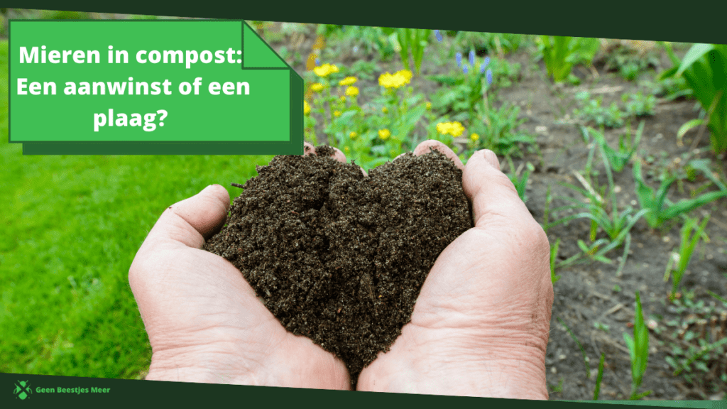 Mieren in compost_ een aanwinst of een plaag_