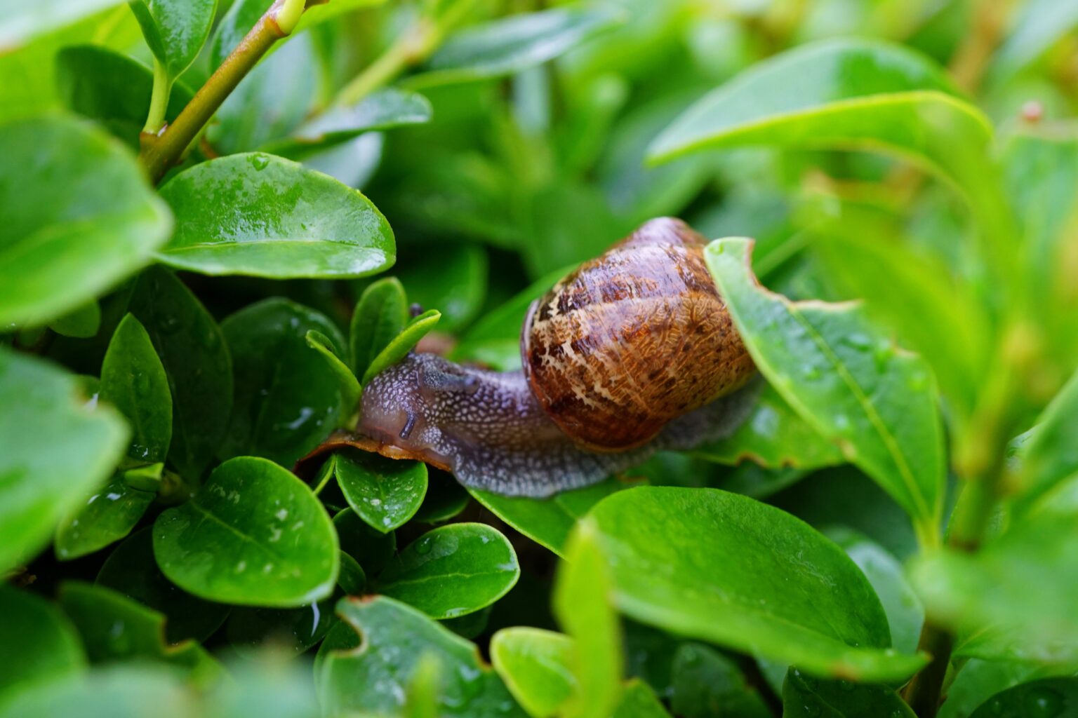 15 Biologische oplossingen tegen slakken in je moestuin en groentetuin Geen Beestjes Meer! 15 Biologische oplossingen tegen slakken in je moestuin en groentetuin Geen Beestjes Meer!