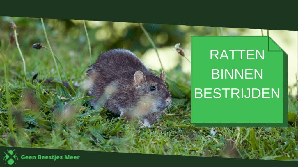 Ratten binnen bestrijden in 4 stappen binnen van ratten af Geen Beestjes Meer! Ratten binnen bestrijden in 4 stappen binnen van ratten af Geen Beestjes Meer!