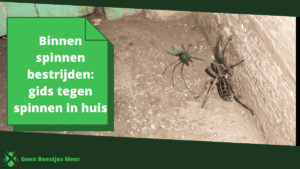 Binnen spinnen bestrijden_ gids tegen spinnen in huis