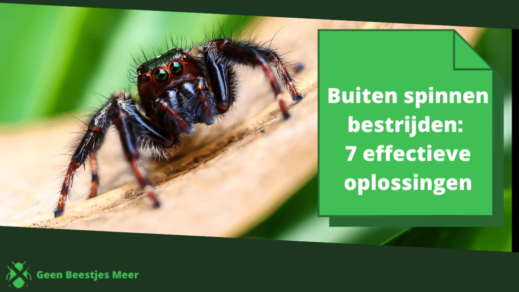 Buiten spinnen bestrijden_ 7 effectieve oplossingen
