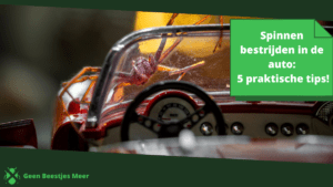 Spinnen bestrijden in de auto_ 5 praktische tips!
