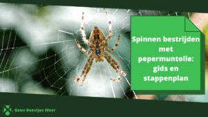 Spinnen bestrijden met azijn_ gids voor de natuurlijke spinnenbestrijding