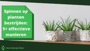 Spinnen op planten bestrijden_ 5+ effectieve manieren