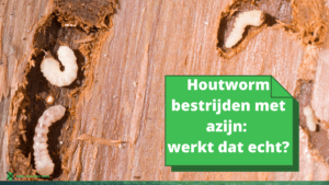 Houtworm bestrijden met azijn werkt dat echt (2)