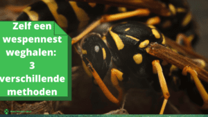 Zelf een wespennest weghalen 3 verschillende methoden (1)