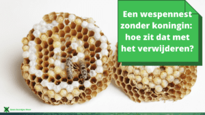 Een wespennest zonder koningin hoe zit dat met het verwijderen