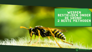 Wespen bestrijden onder de grond 2 beste methoden