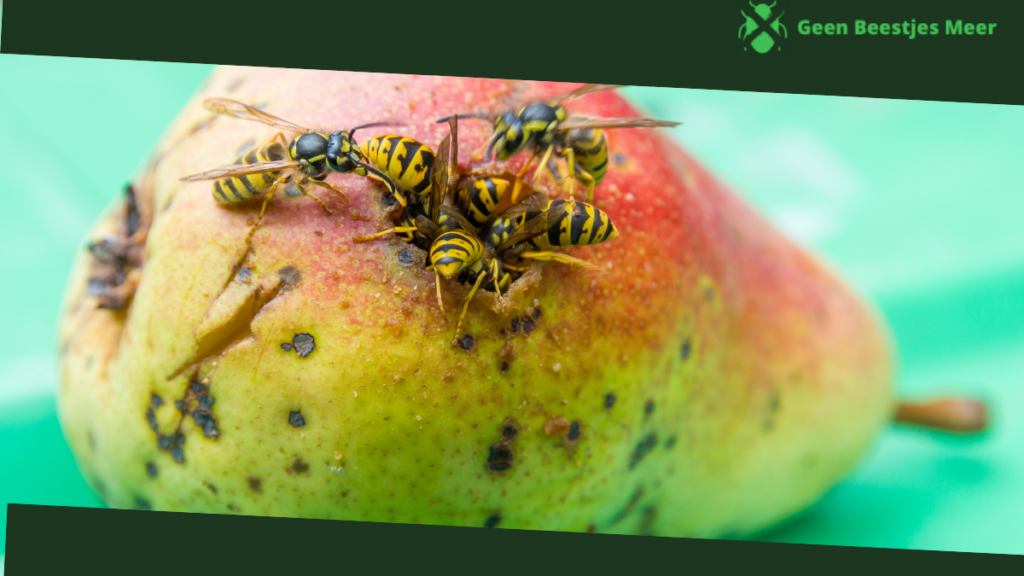 Wespen bestrijden in oktober tips tegen wespen in de herfst Geen