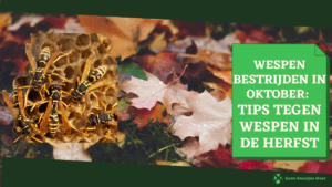 Wespen bestrijden in oktober tips tegen wespen in de herfst
